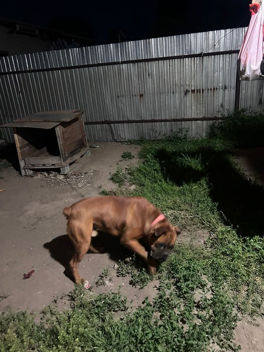 Немецкий боксер хороший друг