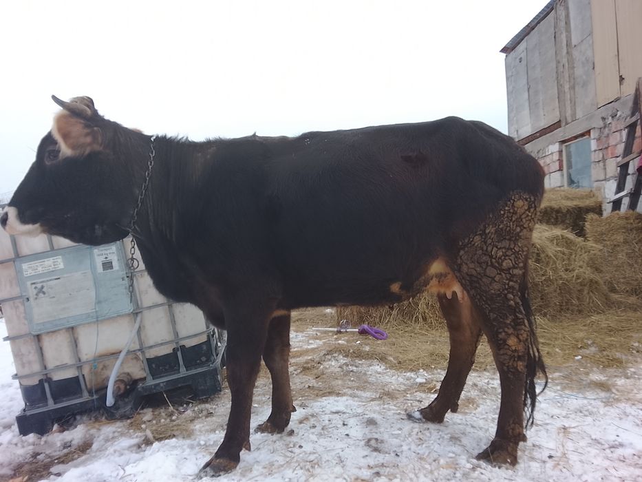 Vând junică cu primul vițel vine cu al doilea vițel este gestantă