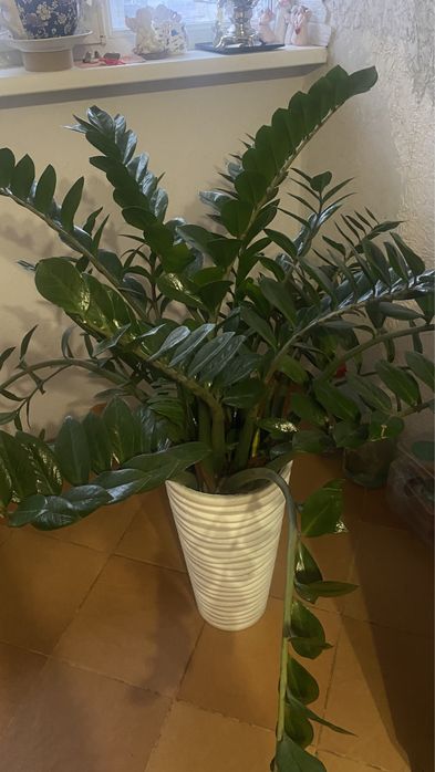 Цветок замиокулькас 1м 50см