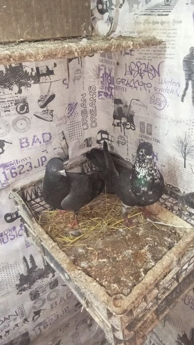 Срочно продам ..