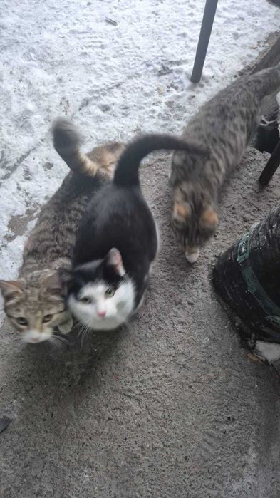 дарю симпатичных котят