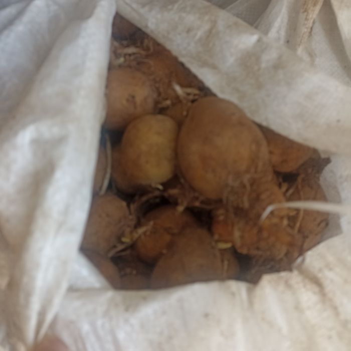 Картошка семенная на посадку