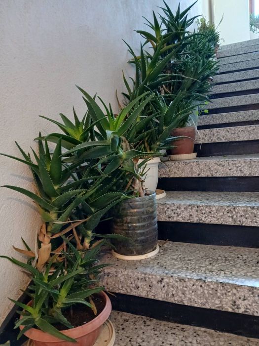 Алое вера в саксия