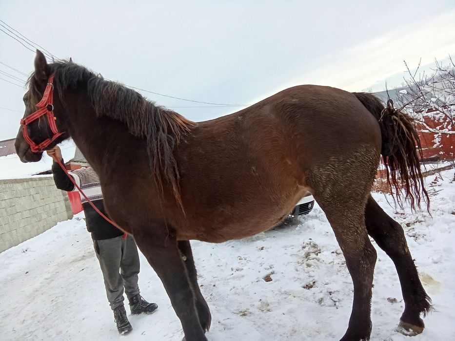Vând sau schimb mânză de 3 ani gestanta