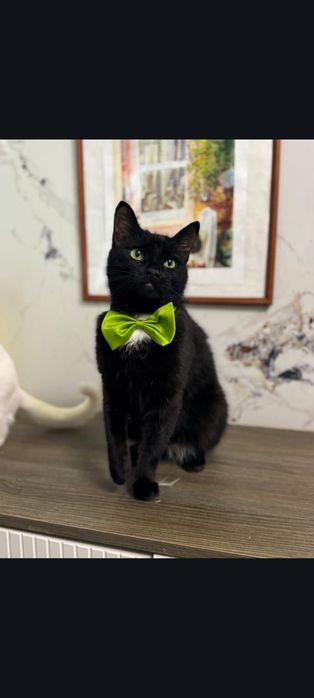 Кот  в добрые руки