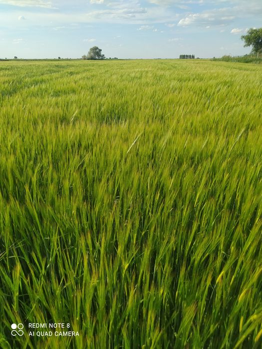 Арпа сатылады Сорт Маргрет