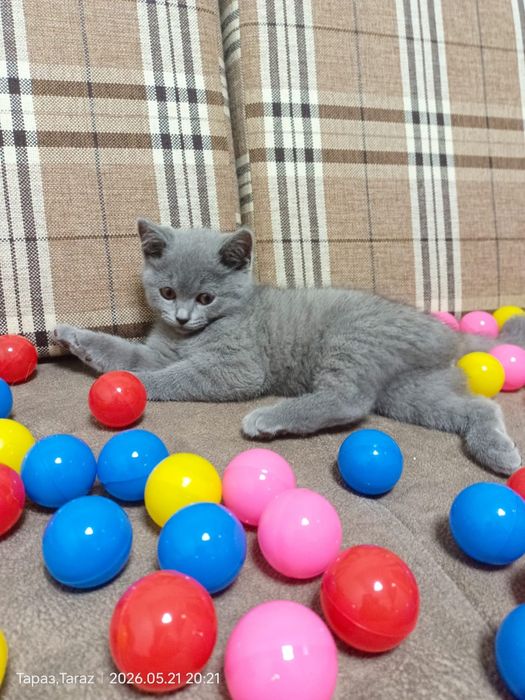 Продается котенок