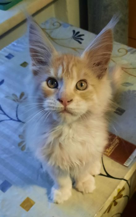 Мэйн кун котята 2 мес продам