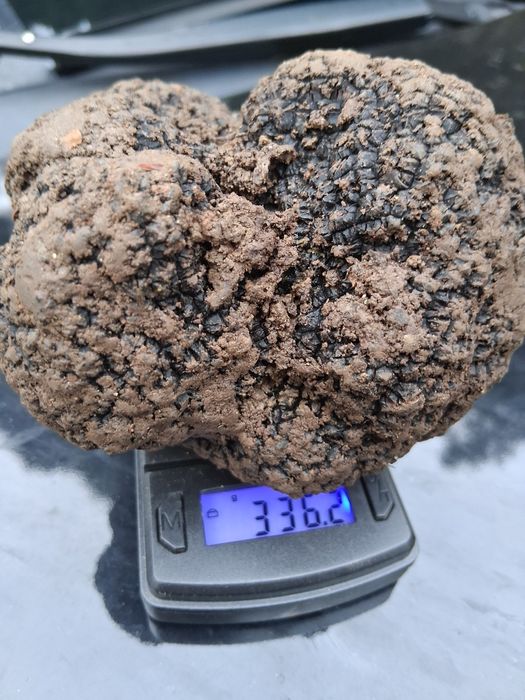 Trufe proaspete de sezon