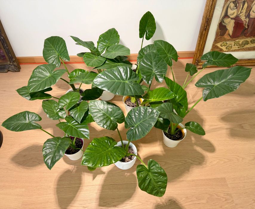 Alocasia Regal Sheild Colocasia, Urechea Elefantului