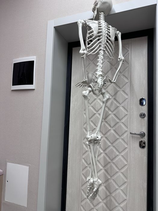 скелет человека