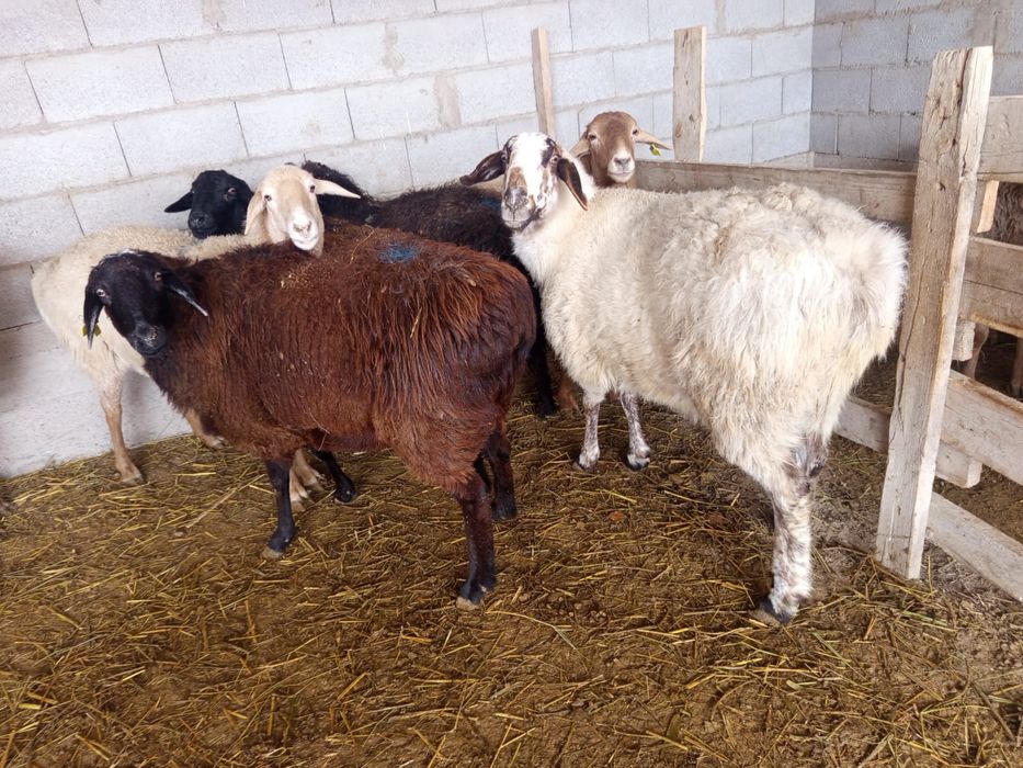 Продаётся бараны