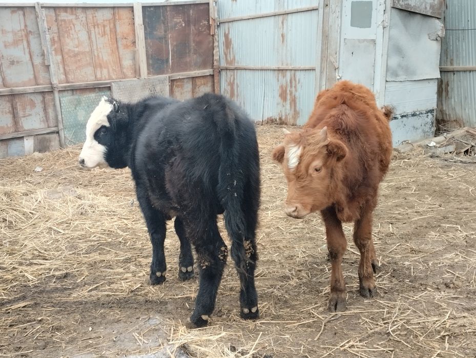 Баспактар сатылады