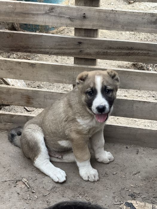 Кішкентай тай қыздарының секс