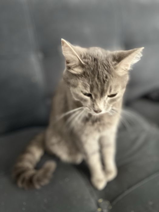 отдам кошку в хорошие руки