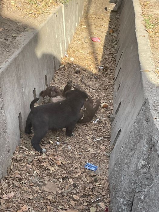 Милые щенки, полупородистые