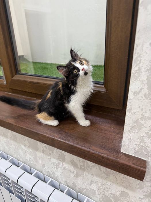 Отдам в добрые руки котята