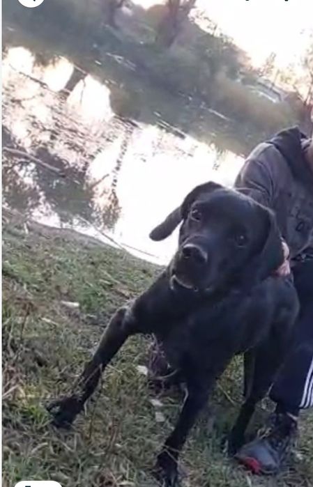 Отдам щенка метис спаниеля