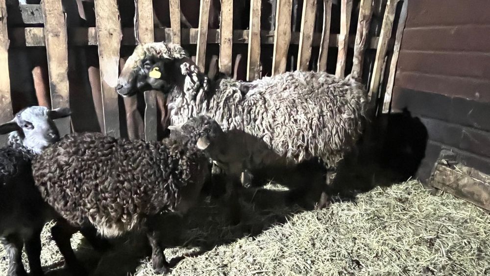 Продам овец с ягнятами
