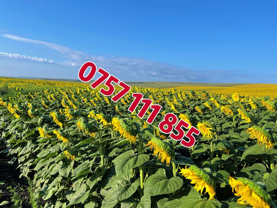 Samanta floarea soarelui si porumb