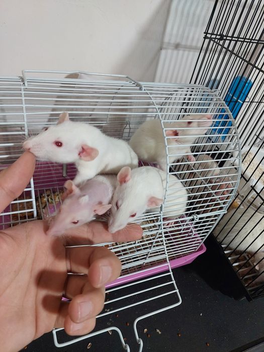 Крысы (домашние, ручные)