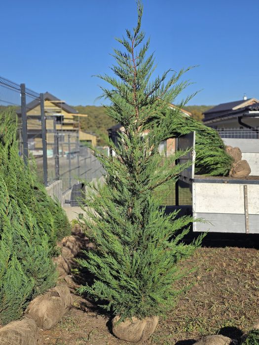 Mesteacan decorativ, tei argintiu, stejar verde, leylandi, tuia smaragd, enuperi taratori, brazi argintii, pini nigra, frasin ornamental,