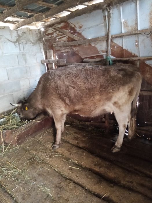 Сиыр продам 6 жасар