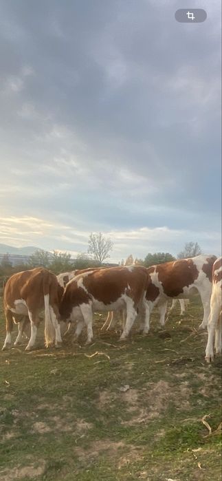 Juninci baltata romaneasca