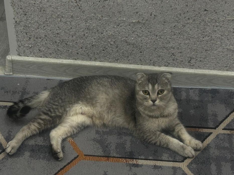 Продам кошек шотландские вислоухие