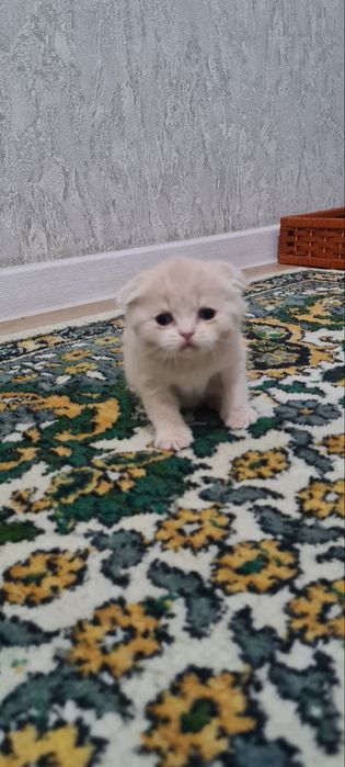 Продаётся шотландский котята