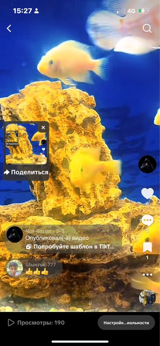 Цихлазома цитрон