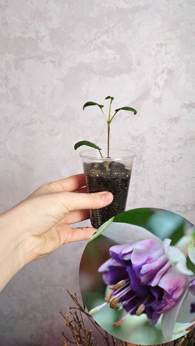 В продаже фуксия