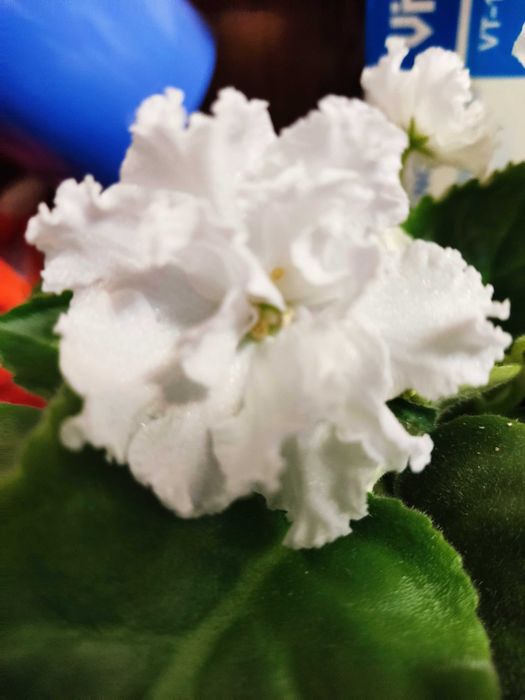 Продам цветок фиалку