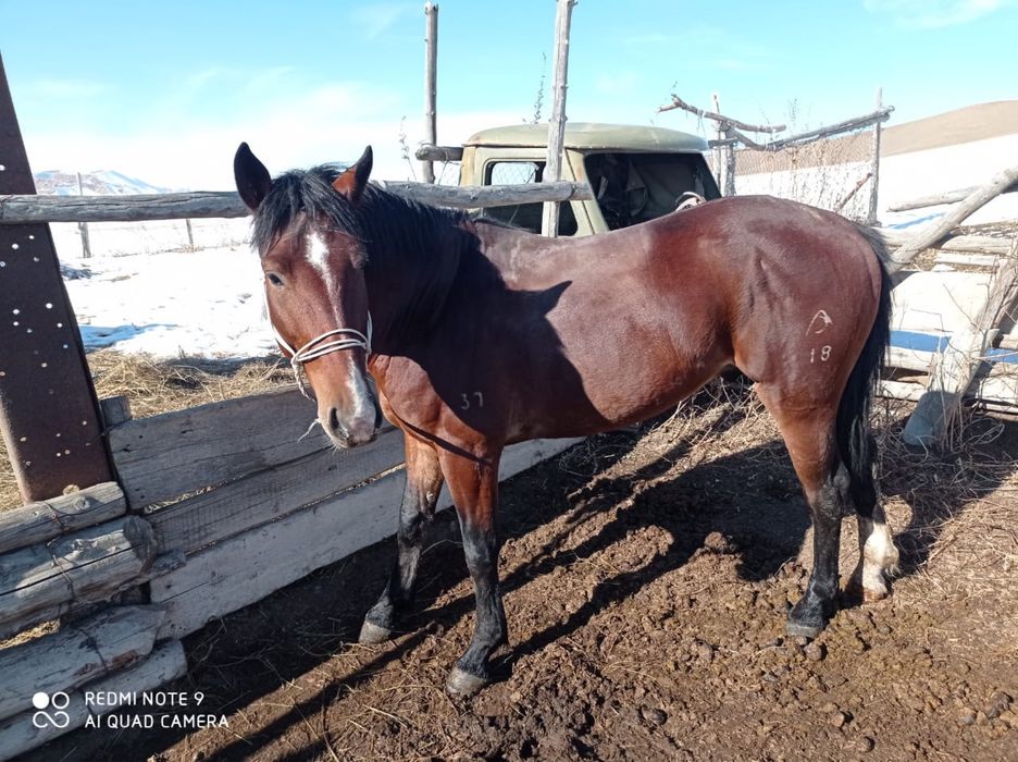 Айғыр Дончак 2018г