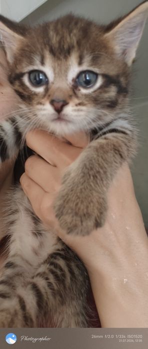 Девочка котенок Мия