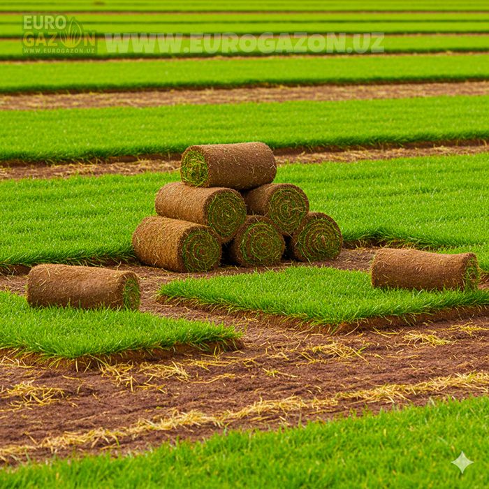 Tayyor Gazon o’rnatish xizmati | Газон орнатиш