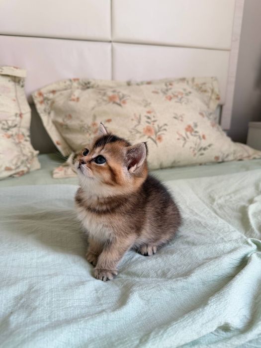 Продаются породистые котята