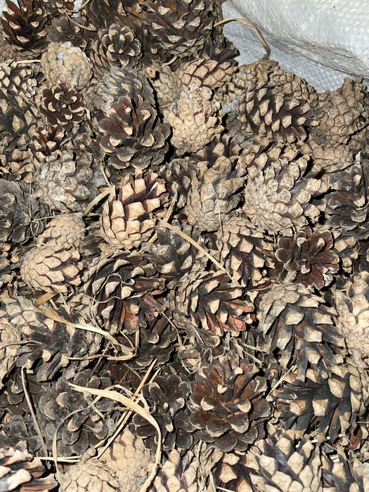 Шишки для самовара