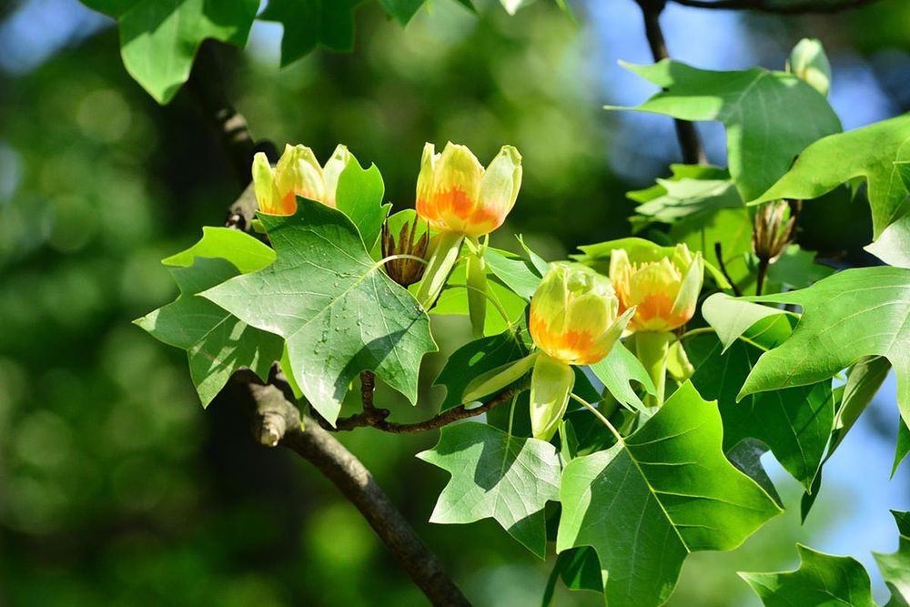 Lat betula берёза