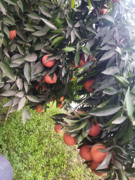 Мандарин апилсин Лимон кучатлари бор