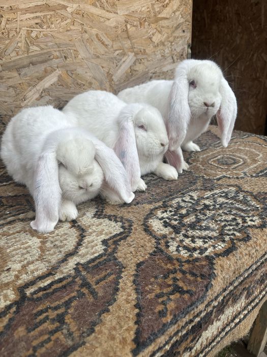 Iepuri berbec german