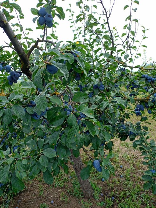 Продавам сини сливи