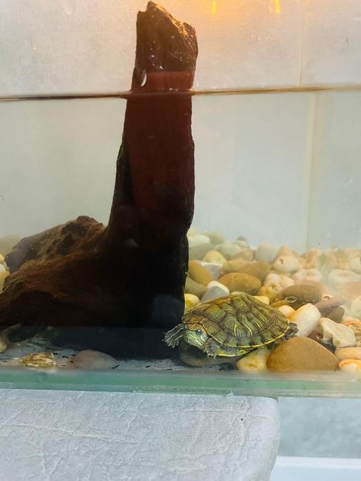 Черепахи Красноухие