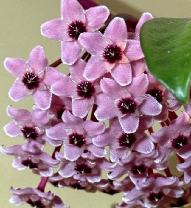 Hoya,  Lacrima Maicii Domnului