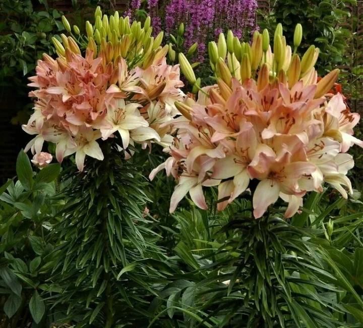 Луковицы лилий!