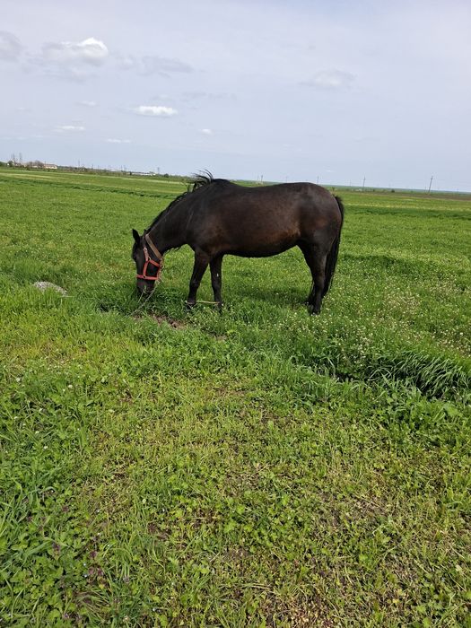 Iapa de vânzare cu căruță prețu la telefon