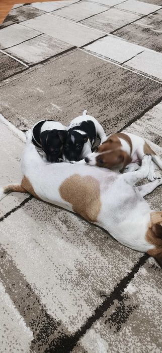 Джак ръсел маллък