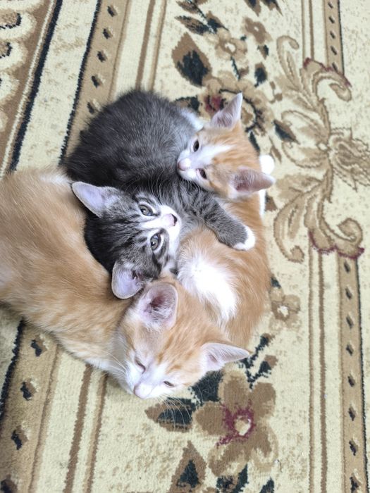 Отдаю котят в добрые заботливые руки