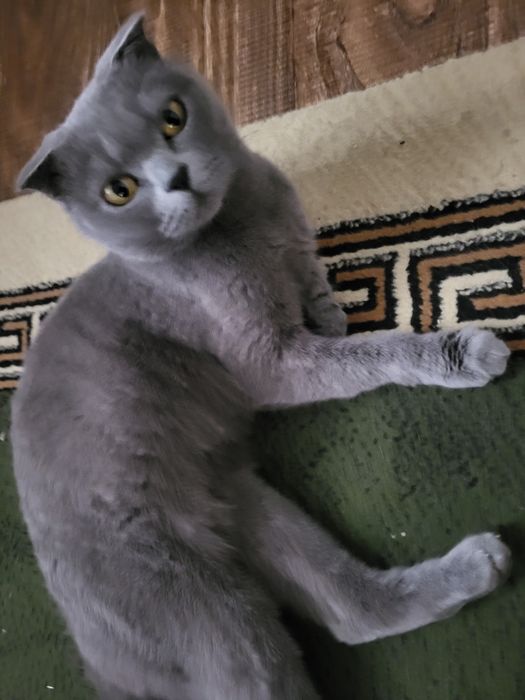 Британские кошка