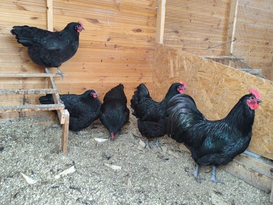 Familie australorp negru